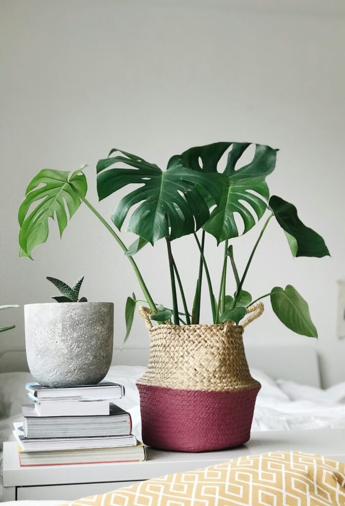10 Reasons Why You Should Have Plants in Your Room 2 gdh
