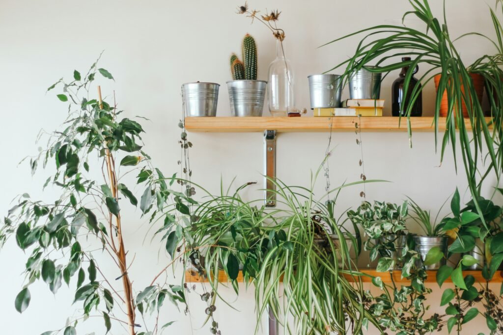 10 Reasons Why You Should Have Plants in Your Room 3 kfjj