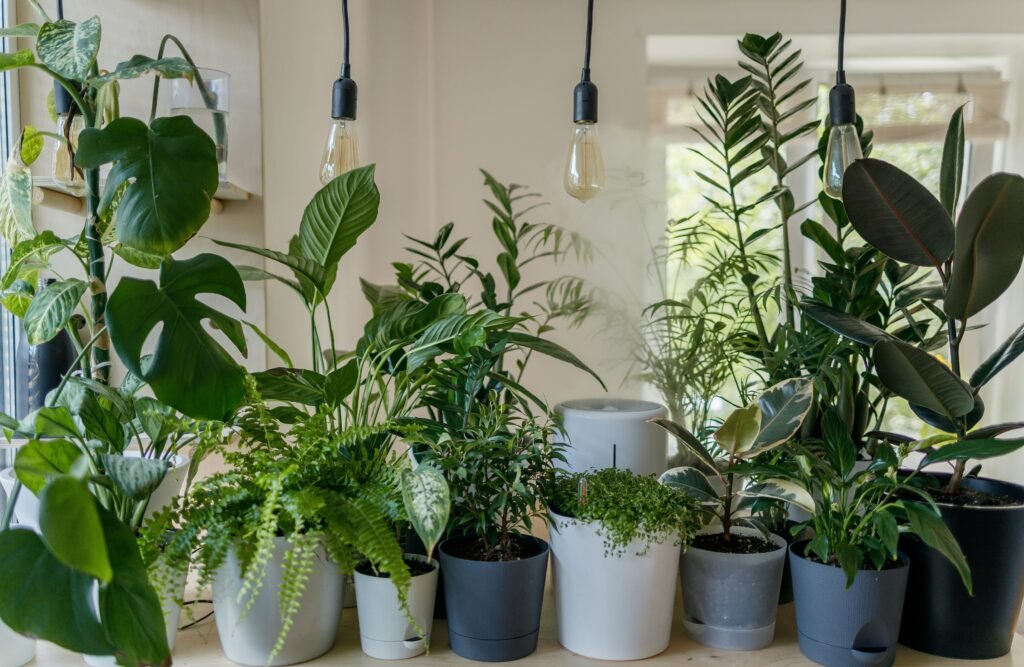 10 Reasons Why You Should Have Plants in Your Room 5 miu