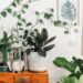 10 Reasons Why You Should Have Plants in Your Room 16 nino