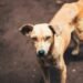 Dog Bites and Rabies: First Aid, Treatment, and Prevention 3 drfefre