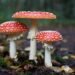 First Aid Guide: Food Poisoning — What to Do and When to Seek Medical Help 16 hans veth Vp8y5L2fKg unsplash