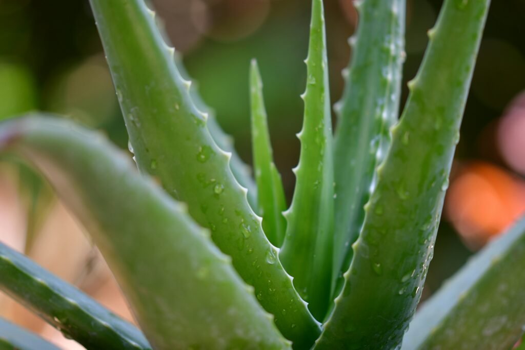 Canker Sore Remedies And Prevention 7 pisauikan N29JXkNO1xI unsplash 1