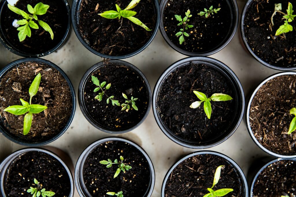 12 Health Benefits of Gardening 4 markus spiske 4PG6wLlVag4 unsplash
