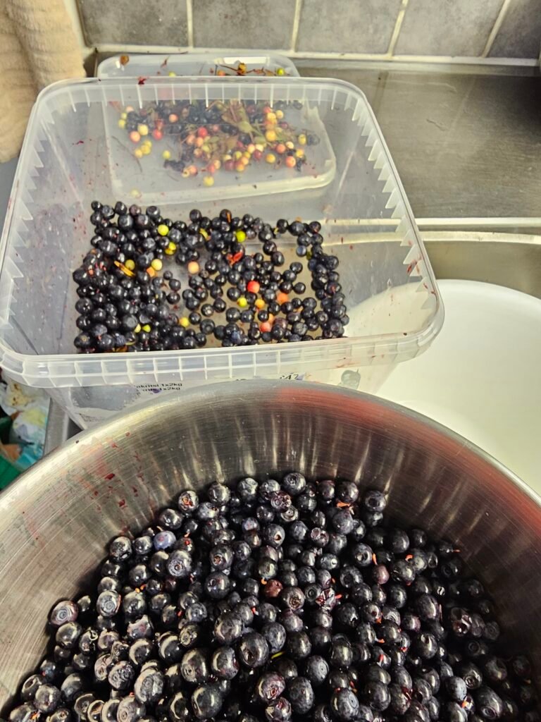 Simple Blueberry Cheesecake Recipe 11 20260815 190946