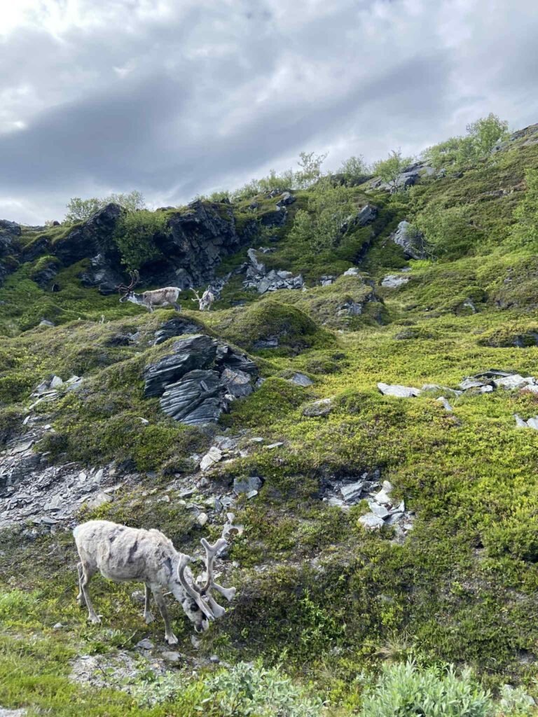 From Finland to Nordkapp, Norway: Our Road Trip to the North Cape 11 mmmm
