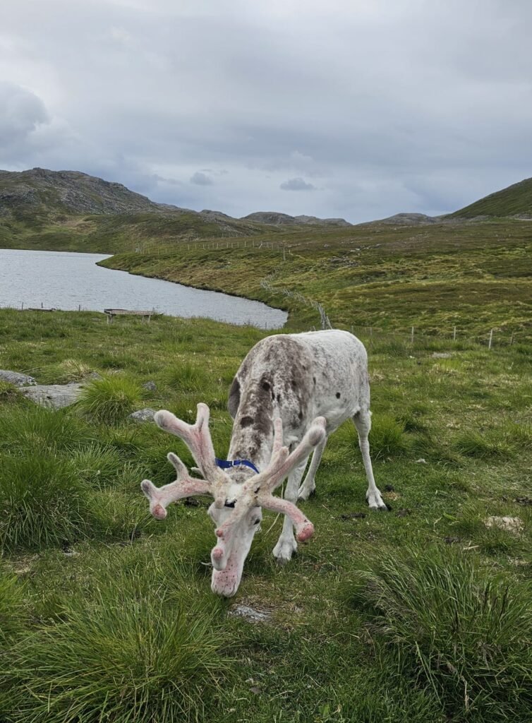 From Finland to Nordkapp, Norway: Our Road Trip to the North Cape 12 rrrrrr e1791995295906